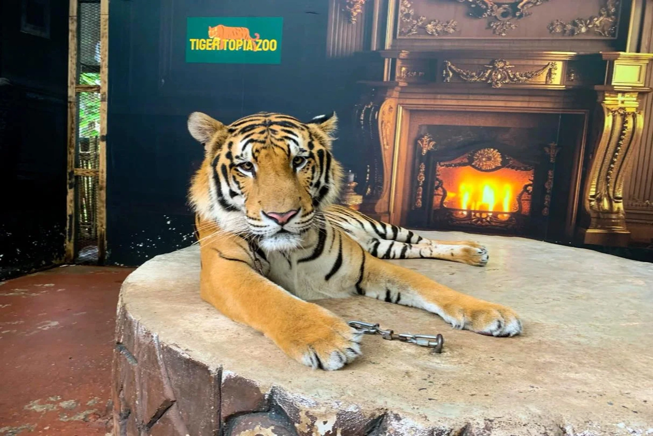 tiger-topia (1)